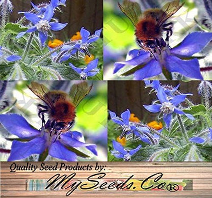 Big Pack - Borage, Borago officinalis Seeds (1,500 Seeds) - Edible Flower Seeds (Big Pack - Borage)