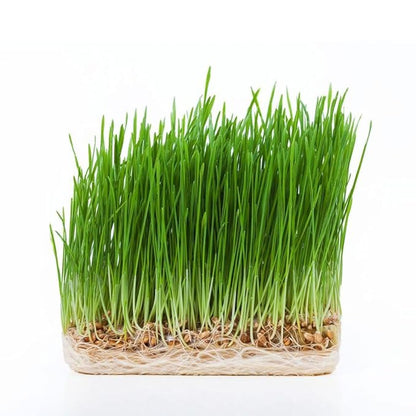 Todd's Seeds - Hard Red Wheatgrass - 5 Lb's - Sprouting Wheat Grass Seeds for Sale - Plant & Grow Wheatgrass, Flour, Grain & Bread - Wheatgrass Juice - Excellent Germination - Sprouting Seeds - Sprouted Wheat