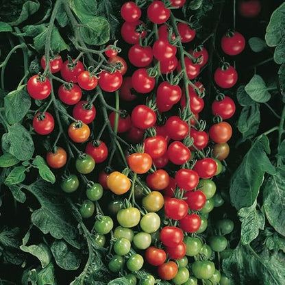 12-5-19+ High Cal Mag Vegetable Plant Marvel 5- Lb. Bag (25 Pound)