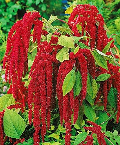 Seeds Love-Lies-Bleeding - Red Amaranth - Annual Flowers for Planting - GMO Free