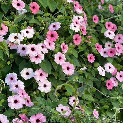 300+ Perennial Mix Thunbergia Black Eyed Susan Seeds for Planting-Non-GMO Heirloom Climbing Vine Flower Seeds for Planting
