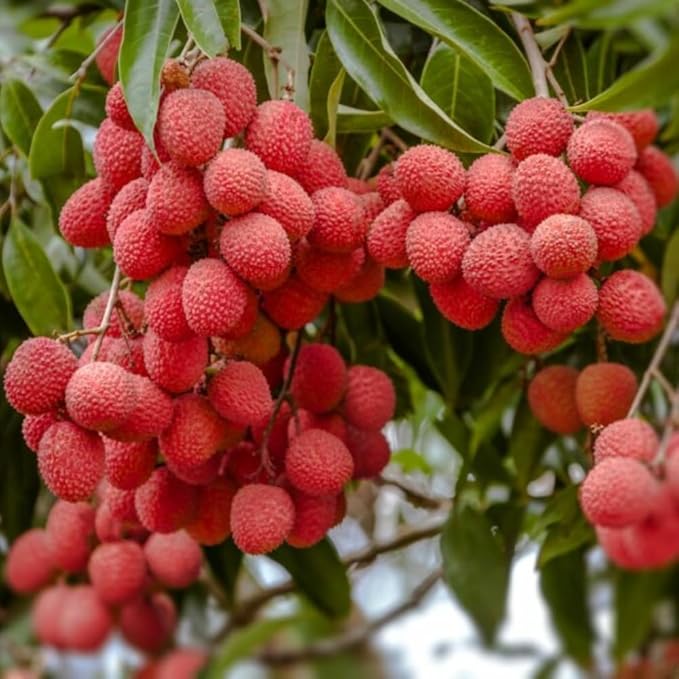 20 Giant Lychee Seeds Exotic Fruit Heirloom Sweet Tropical Fruit Litchi Chinensis Seed