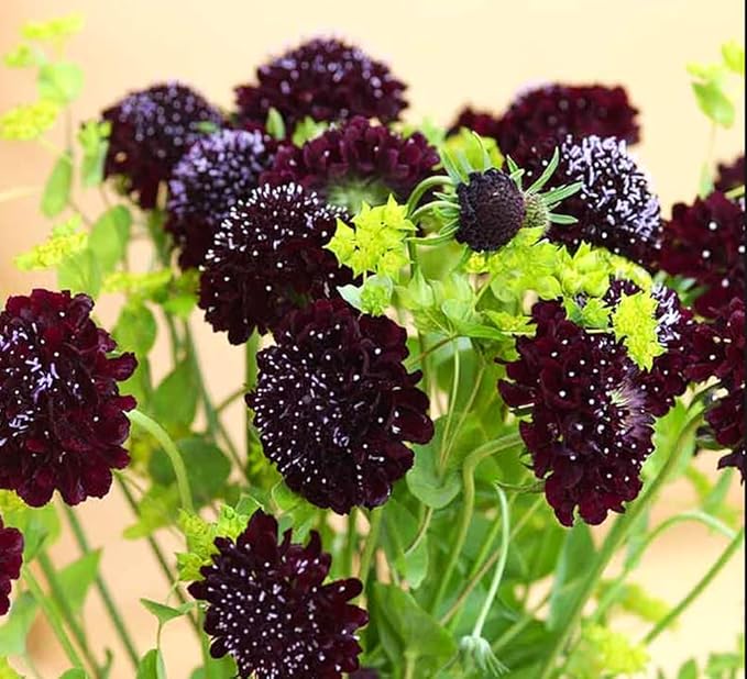 Pincushion or Scabiosa Mixed Seeds - 100 Imperial Mix Seed - Non GMO