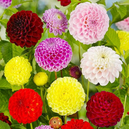 Seeds Dahlia Pompon Mix Annual Flowers