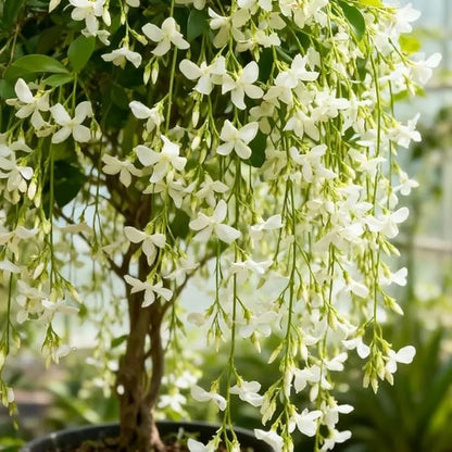 100 Climbing Jasmine Seeds for Planting – Fragrant Perennial Vine Flower Seeds, Non-GMO Heirloom, Evergreen Climbing Flowers for Garden, Balcony, Fence & Trellis
