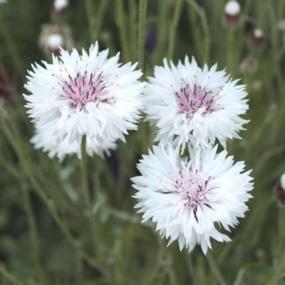 100 Pure White Cornflower Seeds Tall Stem Cottage Annual Wildflower for Planting Gardens & Meadows Flower Seeds