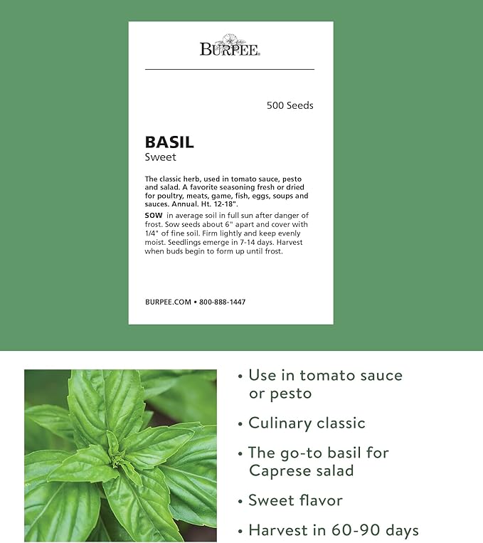 Burpee Sweet Basil Herb Seeds | 500 Non-GMO Basil Seeds for Planting | Grow Fresh Basil Herb in Home Garden | Classic Basil Variety for Italian Cooking