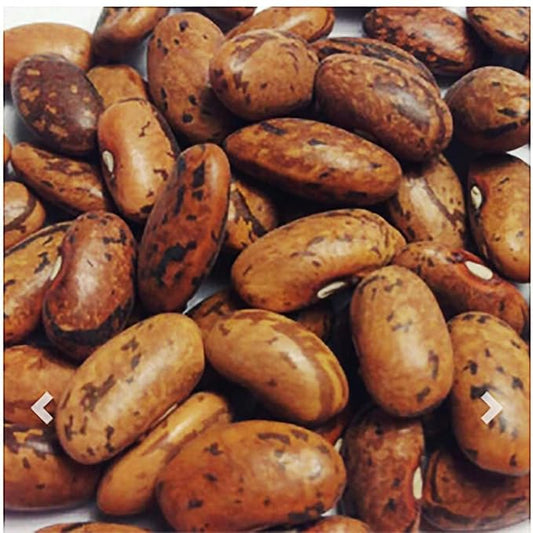 Rattlesnake Bean Seeds - 20 Large Bean Seeds - Marde Ross & Company ®
