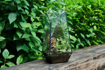 FISCRAT Tabletop Glass Terrarium -5"x5"x10.8" Black Metal Frame Indoor Plant Display Container with Openable Door, Low Maintenance Succulent Ecosystem, Space Saving Art Decor (Plants Not Included)