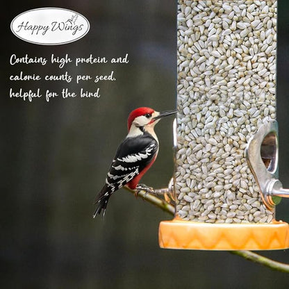 Happy Wings Safflower Seeds Wild Bird Food - 5 Pounds I No Grow Seed I Bird Seed for Wild Birds