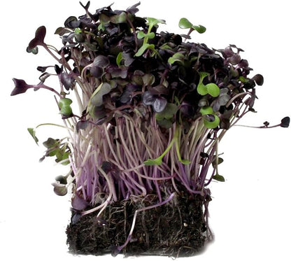 Todd's Seeds Rambo Sprouting Radish Seeds - Beautiful Red/Purple Colored Sprout, Non-GMO, Chemical Free, High Germination (1/2 Pound)