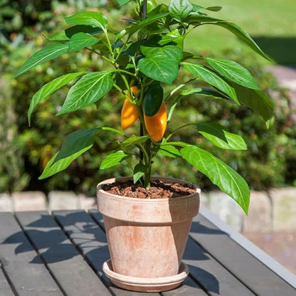Park Seed Sweet Pepper Vegatable Plant Seeds, Easy to Grow, Spring Garden, Minis Fresh Bites Yellow, Pack of 10