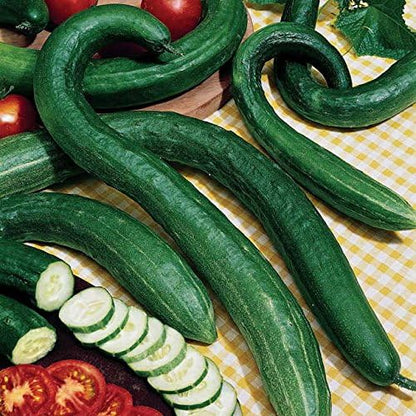 Park Seed Variety of Cucumber Seeds, Planting Cucumbers, Vegetable Seeds, Easy to Grow, Non-GMO, Perfect for Harvesting, Early Spring Burpless Hybrid, Pack of 30
