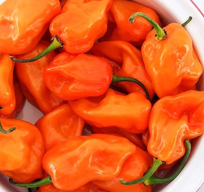 35+ Pcs Hot Pepper Seeds for Planting Ghost Habanero - Mix Ghost Pepper Seeds, Red, Orange, Yellow, Habanero Seeds for Planting in Garden Non GMO, Heirloom Peppers Seeds