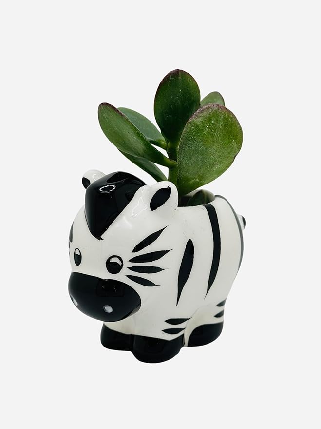 CZ Grain 1 Pot | 3 Inch | Small Succulent Plant Ceramic Animal Pot, Cute Home and Office Decor (Zebra)
