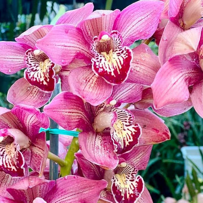 110+ Mix Orchid Seeds for Planting in Home Garden-Non-GMO Heirloom Plant Seeds Garden Outdoor