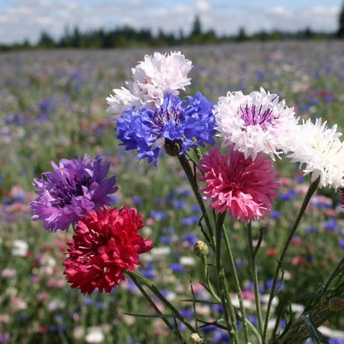 TomorrowSeeds - Cotton Candy Mix Tall Bachelor Button Seeds - 3000+ Count - for 2026 Planting Centaurea Multicolor Heirloom Tall Cornflower Flower Bouquet Edible Boutonniere Basket Corn Grow Your Own