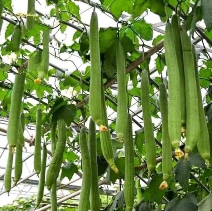 20+ Vietnamese Hybrid Smooth Luffa; Hạt giống mướp hương xanh lai F1; Mướp hương nụ 5 lá giống mướp sai quả Gourd Seeds - Dok - Hybrid