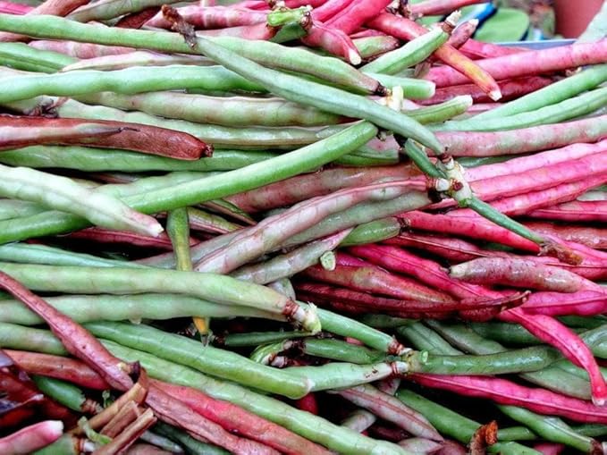 TomorrowSeeds - Top Pick Brown Crowder Cowpea Seeds - 300+ Count - for 2026 Planting Non-GMO USA Vegetable Pink Red Cowpea Field Pea Cover Crop Green Bean Grow Your Own Home Farm Patio Healthy