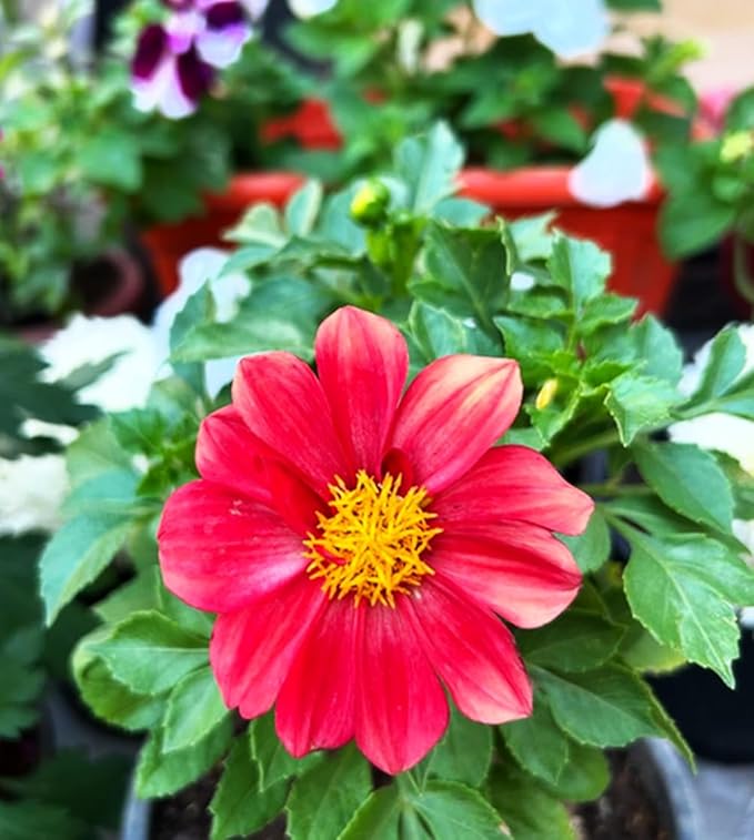 100+ Perennial Mixed Mini Dahlia Pompon Flower Seeds for Planting Ourdoor Beautiful Heirloom