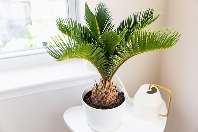 Premium SOGO Palm Plant Potting Soil by Gardenera - Infuse Your Space with Striking Form and Lively Vitality - 2 Quart