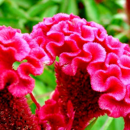 Celosia Seed Mix Celosia Cristata Cockscomb Woolflowers About 200 Seeds for Planting