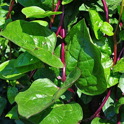 Park Seed Spinach Vegatable Plant Seeds, Easy to Grow, Variety of Colors, Spring Garden, Red Stem Malabar, Pack of 50