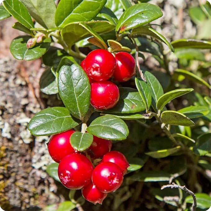1500Pcs Mix Fruit Seeds for Planting-6 Varieties Including 400 Strawberry 200 Blueberry 300 Raspberry 300 Mulberry 200 Cranberry and 20 Cherry