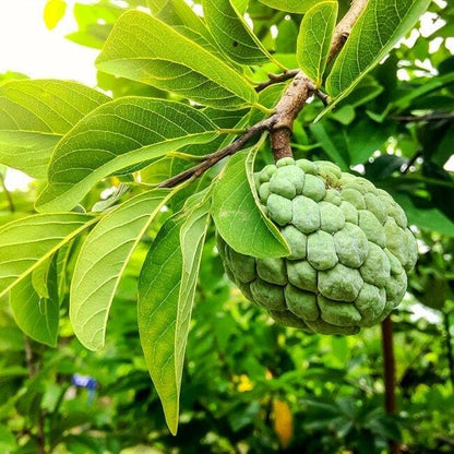 10 Pcs Sugar Apple Seeds (Annona squamosa), High Germination, Non-GMO Custard Apple Seeds for Planting, Easy to Grow Tropical Fruit for Home Gardens, Pots & Outdoor Orchards
