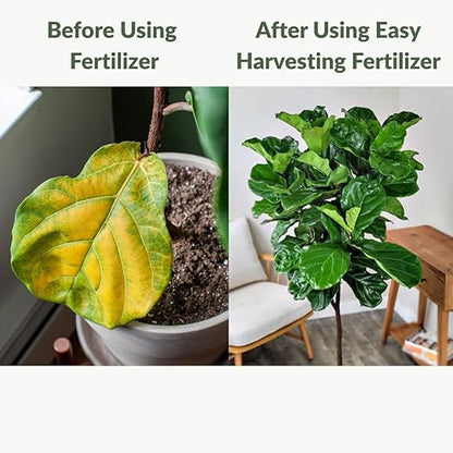 Fiddle Leaf Fig Fertilizer by Easy Harvesting – Premium 3-1-2 Liquid Plant Food | One Bottle Makes 118 Gallons | Pet Safe, Gentle Formula for Indoor Houseplants (16oz Pump Bottle)