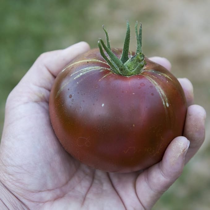 Seeds Tomato Black Prince Giant Heirloom Vegetable Non GMO