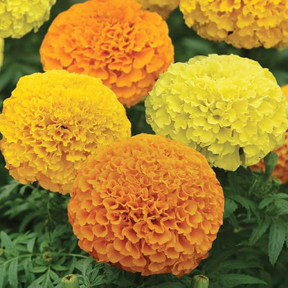 Premium Rare Marigold Seeds - 1000 Heirloom, Non-GMO Flower Seeds for Planting, Easy to Grow -Mix Large-Bloom - for Garden, Patio, Balcony – Annuals for Pollinators, Bees & Butterflies