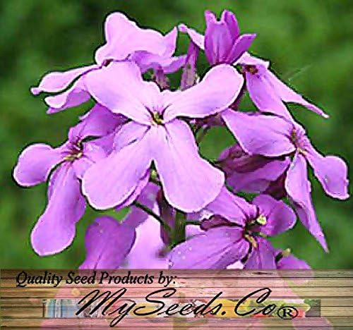 Big Pack - Dame's Rocket Seed (40,000 Seeds) - Hesperis matronalis aka Queen's Gilliflower - Edible Flower Seeds (Big Pack - Dame's Rocket)