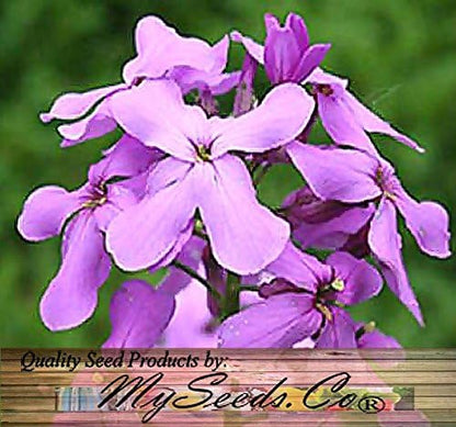 Big Pack - Dame's Rocket Seed (40,000 Seeds) - Hesperis matronalis aka Queen's Gilliflower - Edible Flower Seeds (Big Pack - Dame's Rocket)