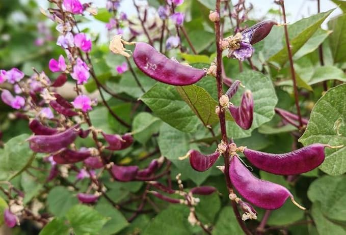 15PCS Purple Hyacinth Bean Seeds Dolichos Lablab Climbing Vine Non-GMO Seeds
