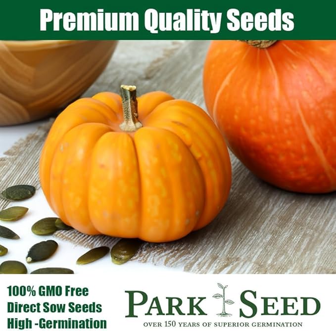 Park Seed Kandy Korn Plus Hybrid Pumpkin Seeds – Non-GMO, Miniature Deep Orange Pumpkins with Dark Green Handles, High-Yielding Bush Vines for Small Spaces, Pack of 10