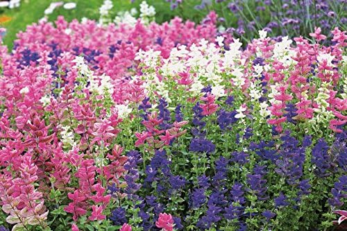 Seeds Flowers Clary Tricolor Mix Annual - 100 Seeds