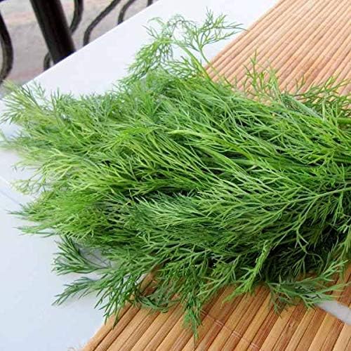 2000+ Seeds Bush Dill - Vegetable Green