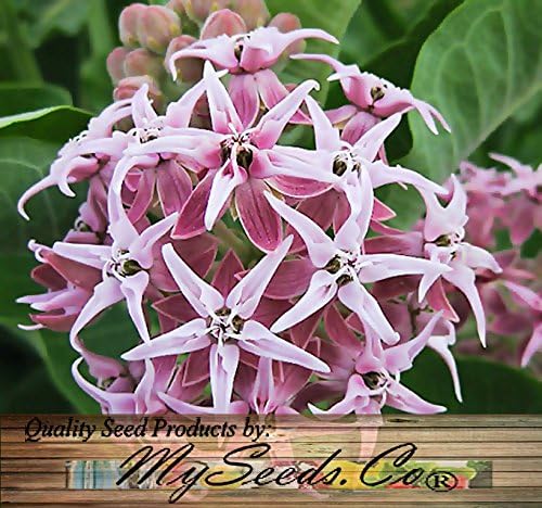 Big Pack - (1,000) Showy Milkweed Seeds, Asclepias Speciosa (Big Pack Showy Milkweed)