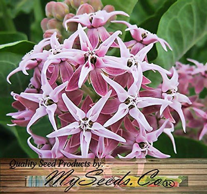 Big Pack - (1,000) Showy Milkweed Seeds, Asclepias Speciosa (Big Pack Showy Milkweed)