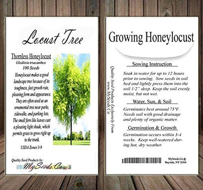 Big Pack - Thornless Honeylocust Tree Seed (100) - Gleditsia triacanthos Tree Seeds - Fragrant Blooms - Pods Used for Making Beer - Excellent Shade Tree - by MySeeds.Co (Big Pack - Honeylocust)