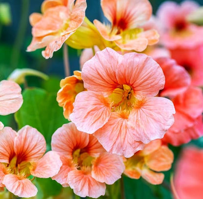 Nasturtium Seeds Dwarf Tall Trailing Mix – 50+ Edible Flower Seeds for Planting Outdoors – Fast Germination, Low-Maintenance Climbing