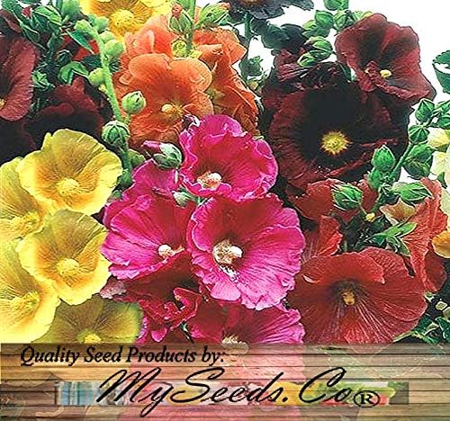 Big Pack - Hollyhock Single Mix Seed (3,000 Seeds) - Alcea rosea Heirloom Seeds - White to Dark red, Including Pink, Yellow and Orange Edible Flower Seeds (Big Pack - Hollyhock Mix)