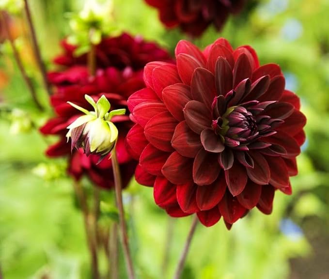 100 pcs Perennial Dahlia Labyrinth Flower Seeds for Planting - Exotic Labyrinth Non-GMO Garden Flower
