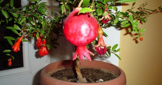 Seeds Pomegranate Heirloom Fruit Non GMO for Planting