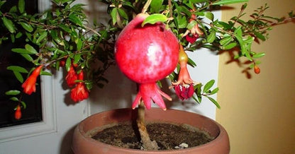 Seeds Pomegranate Heirloom Fruit Non GMO for Planting