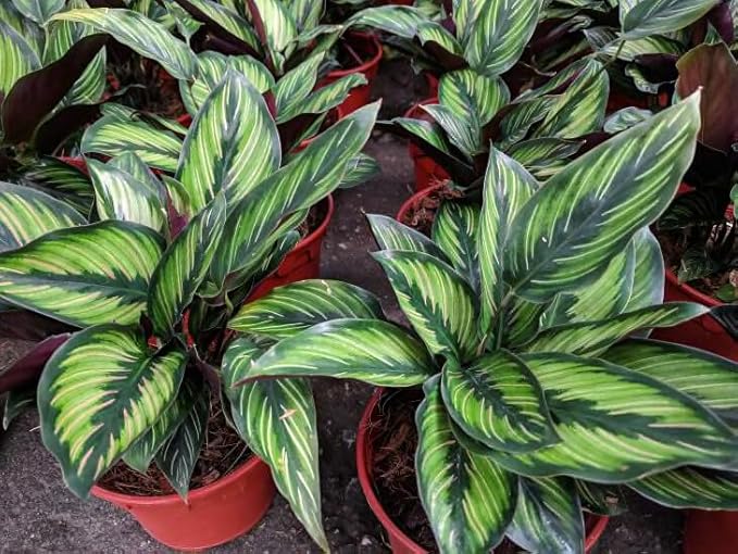 Gardenera Calathea Plant Potting Mix - Elevate Your Space with a Premium Blend for Distinctive Foliage Patterns - 20 Quart