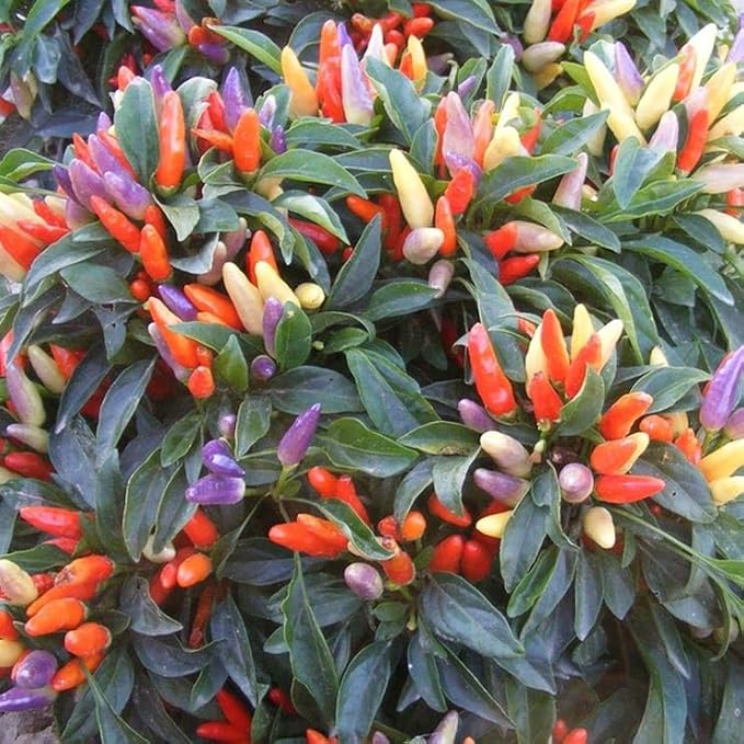 Park Seed NuMex Easter Ornamental Pepper Seeds - Pack of 100 Seeds, AAS Winner, Bright Pastel Peppers in Purple, Yellow, Cream, and Orange, Perfect for Containers, Gardens, and Patios