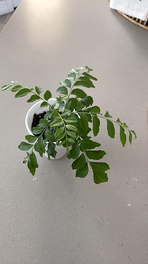 Curry Leaf Plant - Live Plant (Murraya Koenigii), 6 Inches