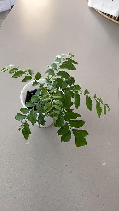 Curry Leaf Plant - Live Plant (Murraya Koenigii), 6 Inches